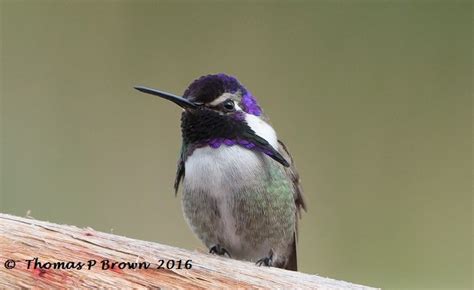 Hummingbirds Of The Pacific Northwest | mandyscharms