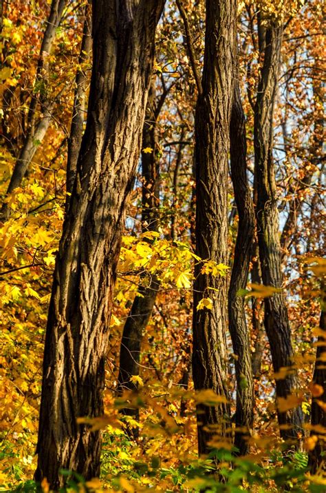 Autumn | Beautiful nature, Hayride, Landscape