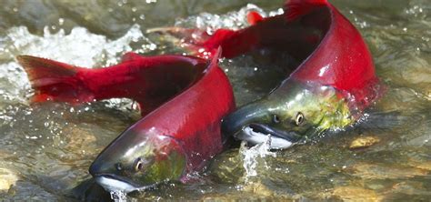 Salmon | Nature | PBS