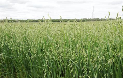 Oat Farming - Hamlyn's Of Scotland