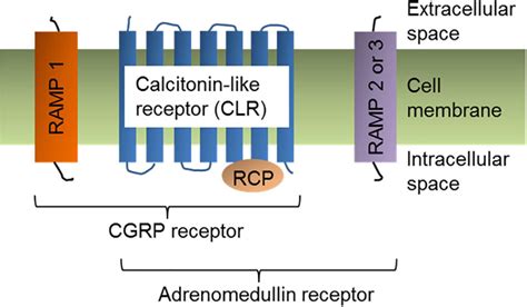 Frontiers | Alpha-Calcitonin Gene Related Peptide: New Therapeutic Strategies for the Treatment ...