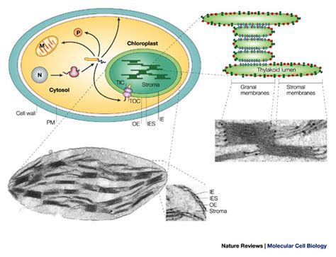 Diagram of a chloroplast inside a cell, showing thylakoid stacks | Learn Science at Scitable