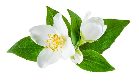 jasmine flower png 10 free Cliparts | Download images on Clipground 2024