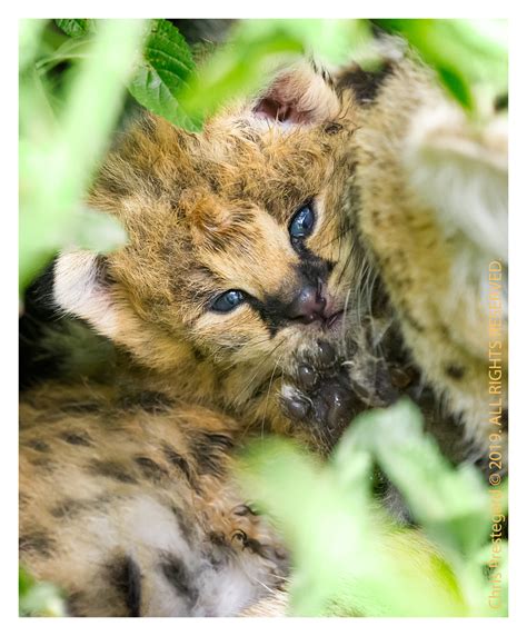 ServalCub 2521: The Sweetest Serval Baby: Serval Cubs: Chris Prestegard ...