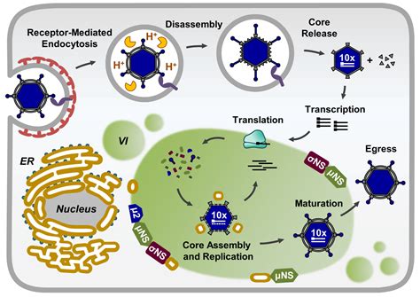 Viruses | Free Full-Text | Function, Architecture, and Biogenesis of ...