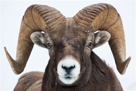 Free Ram Head, Download Free Ram Head png images, Free ClipArts on Clipart Library