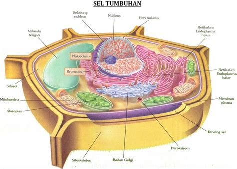 SEL TUMBUHAN Rangkuman, Pengertian, Jenis, dan Stukturnya (NEW)