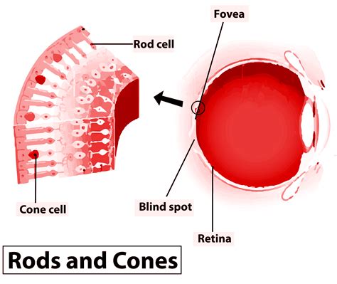 Describe How Rods and Cones Are Used in Vision