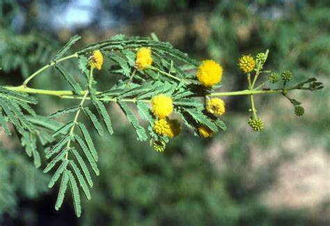 Flora Fauna World: Babool - Acacia nilotica