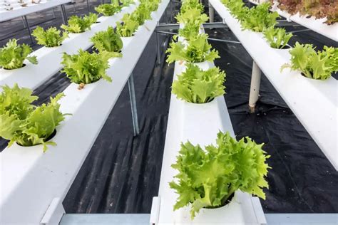 How to Grow Hydroponic Lettuce (No Soil Needed) - Smart Garden and Home