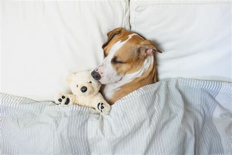 Why You Should NEVER Sleep With Your Pet, According to Doctors - The ...