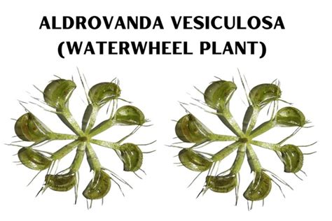 7 Aldrovanda Vesiculosa Waterwheel Plant Images, Stock Photos, 3D ...