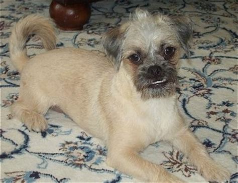 Pugapoo Dog Breed Information and Pictures