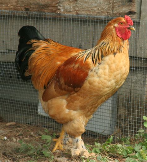 Buff Brahma cockerel | Beautiful chickens, Chicken breeds, Pets drawing