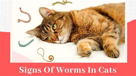 Signs Of Worms In Cats 😾Cat Worms: Causes And Symptoms – HousePetsCare.com