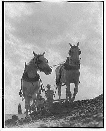 Plowing - 1920 | Horse farms, Old photos, Horse photos