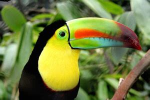 Toucan Habitat - Interesting Animals