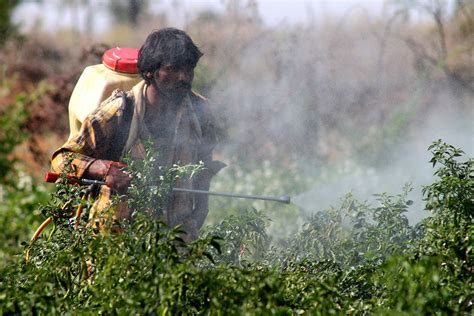 Indian scientists develop gel to protect farmers from pesticide toxicity