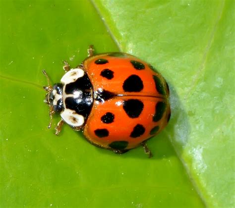 Asian Lady Beetles in the window sill of our tack shed. Description from theredfeedsack.blogspot ...