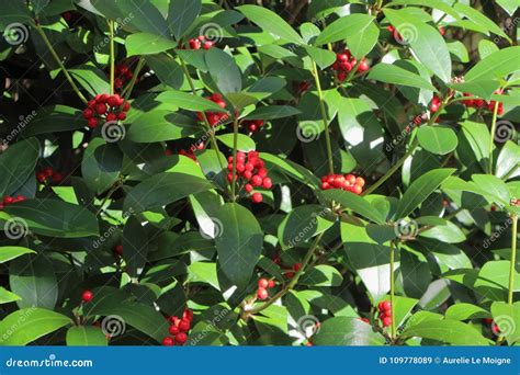 Plant of Japanese skimmia stock image. Image of plant - 109778089