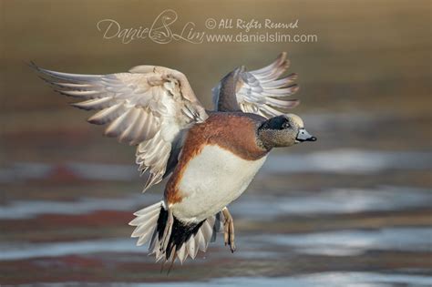 American Wigeon Drake In Fight | Daniel Lim Photography