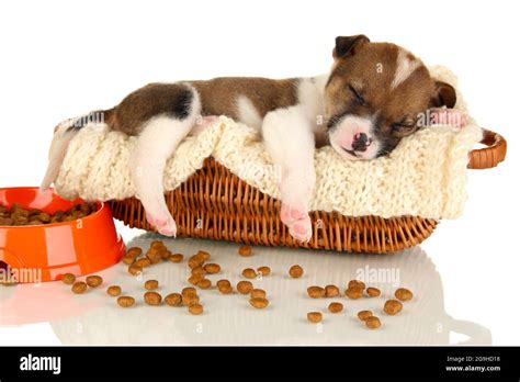 Beautiful little puppy sleeping in basket isolated on white Stock Photo ...