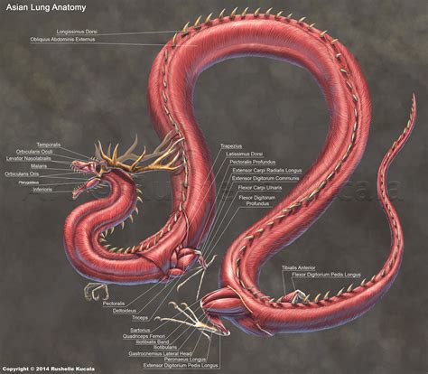 Rushelle Kucala - Asian Lung Muscle Anatomy