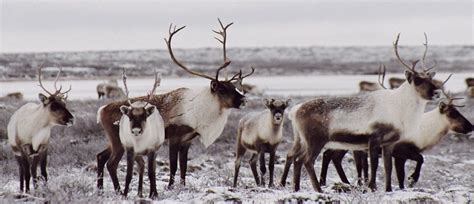 Caribou: Species Features, Facts, Info & More | WWF.CA