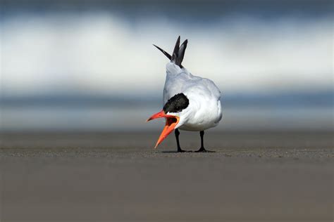 Caspian Tern | Audubon Field Guide