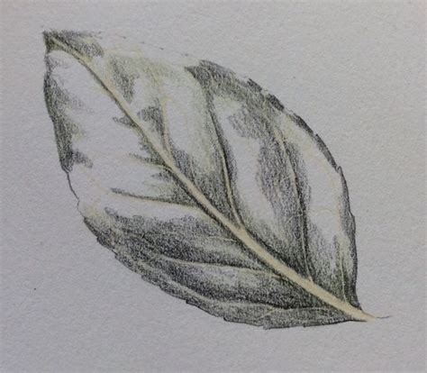 Shiny Leaf Step-by-Step | Color pencil illustration, Leaves sketch ...