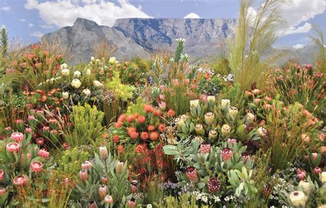 A warming world puts the heat on fynbos – The Mail & Guardian