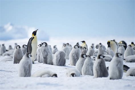 Emperor Penguins & The South Pole - Natural World Safaris