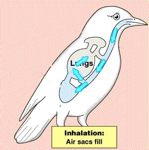 Biology -avian respiration | Biology, Normal body temperature, Avian