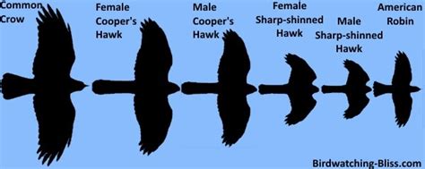 Coopers Hawk vs. Sharp-Shinned Hawk Identification