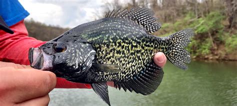 Crappie: The Complete Fishing Guide - Premier Angler