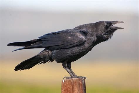 Raven calling | Raven images, Raven bird, Raven