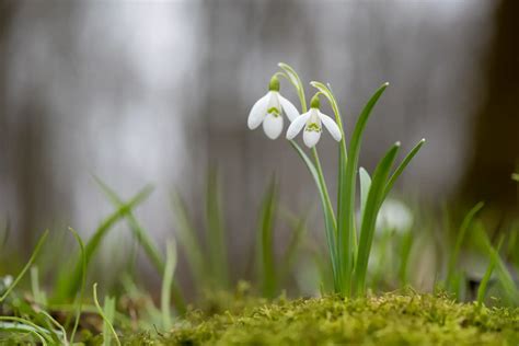 The Folklore and Symbolism of Snowdrops – A to Z Flowers