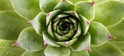 How to Grow Succulents in Water | Fantastic Gardeners Melbourne