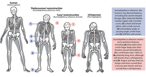 Homo Erectus Skeleton Structure