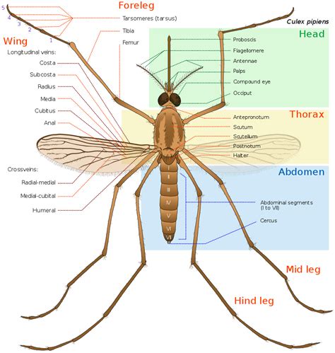 Bloodsuckers: 7 Things You Should Know About the Mosquito — Stanford ...