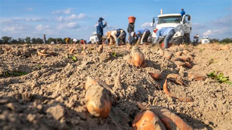 Potato Field Photos, Download The BEST Free Potato Field Stock Photos & HD Images