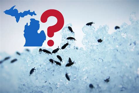 Have You Heard Of Snow Fleas? Yes They Are A Thing In Michigan