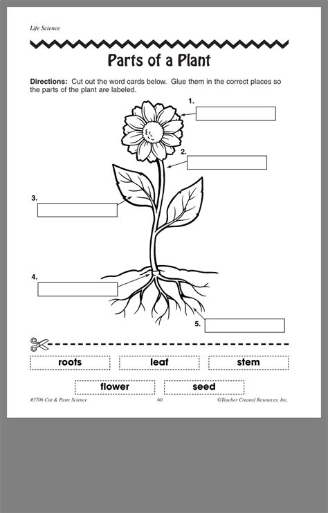 Label Parts Of Flower Worksheet