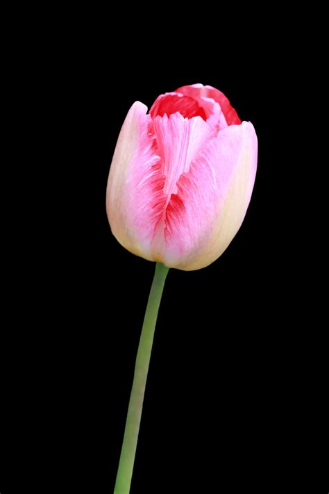 Tulip Flower Pink Free Stock Photo - Public Domain Pictures