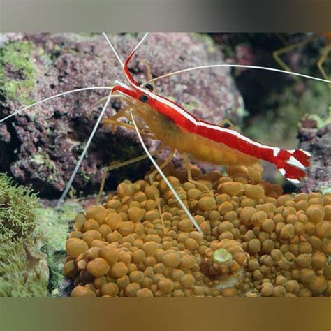 Cleaner Shrimp for sale – AquariumFishSale.com