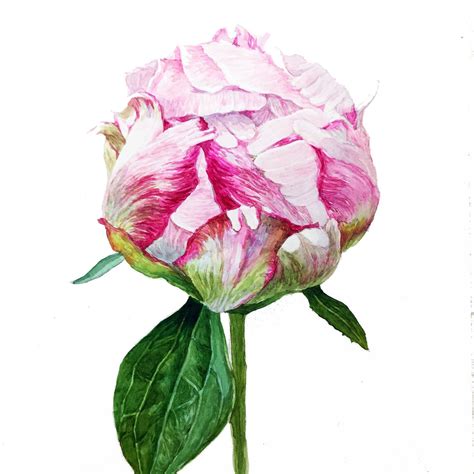 Peony. Botanical art #보테니컬아트 #손그림 #수채화 #botanicalart #watercolor_art ...