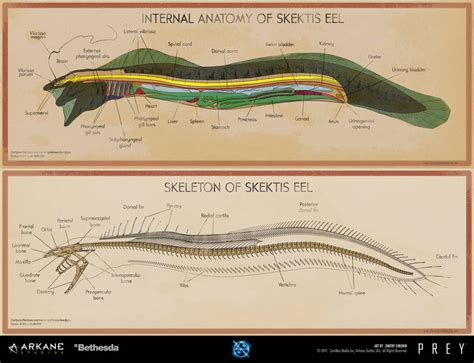 Prey - Eel Anatomy Poster by dsorokin755 on DeviantArt