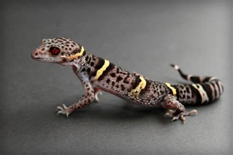 Chinese Cave Gecko - Learn About Nature