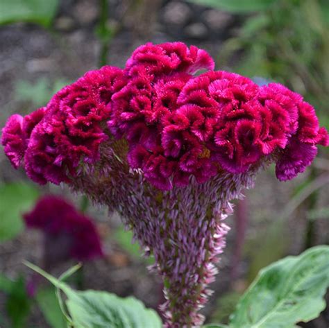 Bulk Seed 100 Giant Cockscomb Seeds Celosia Cristata for - Etsy | Flowers, Flower seeds, Seeds