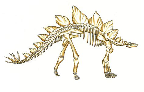 Stegosaurus Skeleton